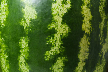 Whole ripe watermelon as background, closeup view