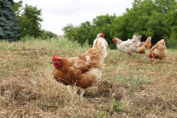 Fototapeta premium Many beautiful chickens walking on grass outdoors