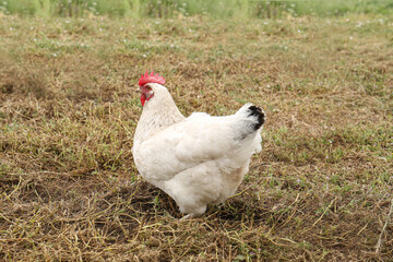 Many beautiful chickens walking on grass outdoors