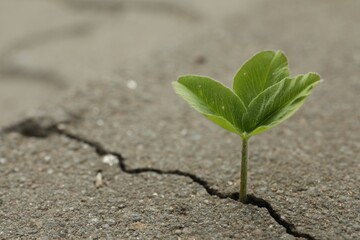 Green seedling growing out of crack in asphalt, space for text. Hope concept