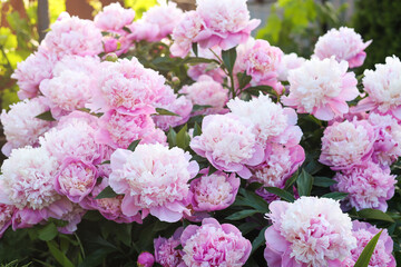 Fototapeta premium Blooming peony plant with beautiful pink flowers outdoors