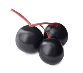 Twig with elderberries (Sambucus) isolated on white