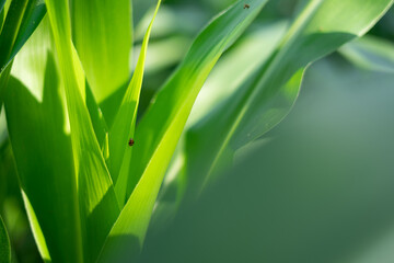 corn crop background for the theme of agriculture and food industry