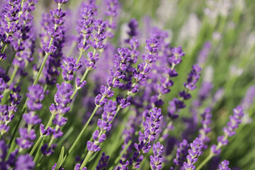 Beautiful blooming lavender plants in field on sunny day, closeup