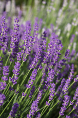 Beautiful blooming lavender plants in field on sunny day, closeup