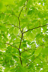 Fototapeta na wymiar Green foliage during springtime