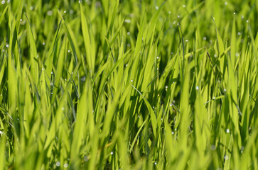 Green grass in a meadow