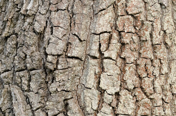 Tree bark background close-up, natural backdrop