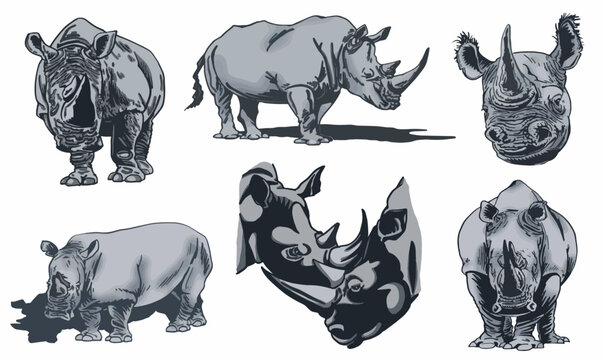 Color  set of rhinoceroses on white isolated, vector illustration,graphical drawing. Stylish print elements, savanna habitant