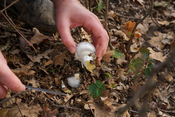 Close up of mushroom-pickers hands with knife cutting fresh champignon mushrooms in the forest on dry autumn leaves background.