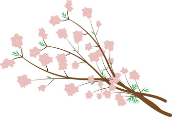 Obraz na płótnie Canvas sakura.