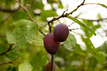 Plum growing on a tree