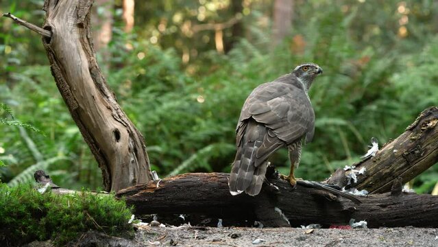 Close up: Wild Northern Goshawk eating and biting prey after hunting in jungle