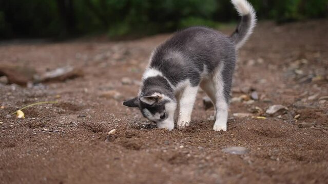 Siberian Husky Dog , baby husky dog, puppy , dog in river , nature , domestic animal in a lake, alaskan, playful dog
