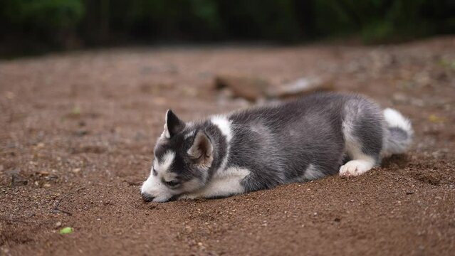 Siberian Husky Dog , baby husky dog, puppy , dog in river , nature , domestic animal in a lake, alaskan