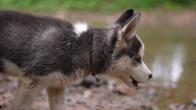 Siberian Husky Dog , baby husky dog, puppy , dog in river , nature , domestic animal in a lake, alaskan, playful dog, dogg