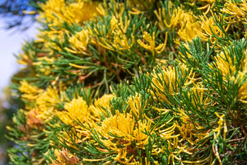 Naklejka na ściany i meble Variegated stems and leaves of coniferous trees close up.