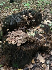 mushrooms on the stump, in the forest