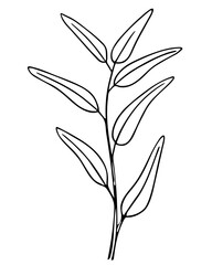 Olive branch, hand-drawn doodle sketch. Twig with leaves outline. Simple minimalistic design. Food menu or cosmetic concept decoration. Isolated. Vector illustration