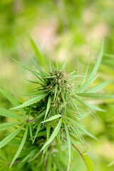 Gros plan fleur de chanvre cannabis CBD agriculture