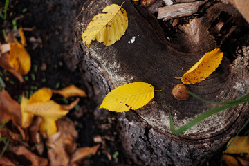 mother and son in the park first steps
