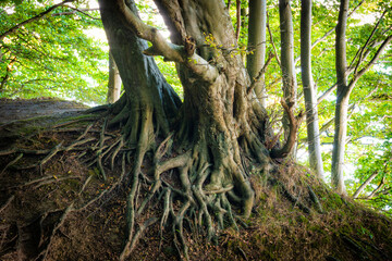 Wurzeln und Bäume im Wald auf Insel Rügen