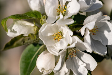the apple tree is in bloom. white apple blossoms close-up