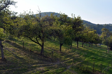 Typical Apple orchard in Germany