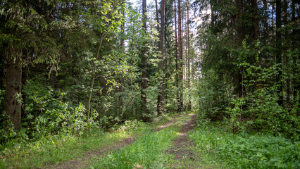 Pathway With Trees On Sunny Day In summer Forest. The road is winding