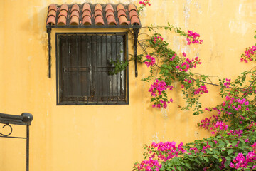 Bougainvillea Flowers Wall Background with wooden window