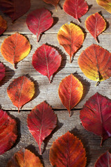 Fototapeta premium Autumn background. Red, orange leaves from trees on a wooden background. Alder leaf.