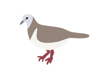 illustration of a pigeon