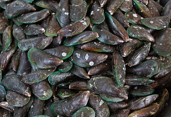 Many fresh mussels are ready to be cooked and eaten.
