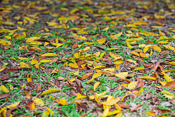 Fototapeta premium green and yellow leaves falling on the ground center focus