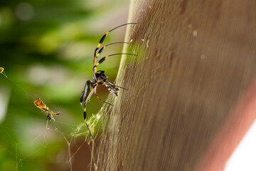 Golden Orb Weaver Spider