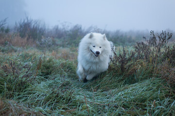 White fluffy Samoyed dog in foggy morning.