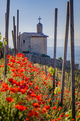 View on the Saint Christophe chapel in the middle of the Chapoutier vineyard with red poppies blooming in the foreground in Drome (France)