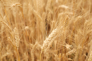 Beautiful ripe wheat spikes in agricultural field, closeup