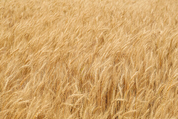 Beautiful agricultural field with ripe wheat crop