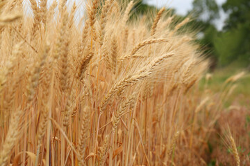 Beautiful ripe wheat spikes in agricultural field