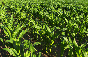 Beautiful agricultural field with green corn plants on sunny day