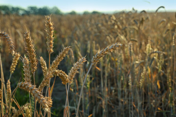 Wheat field on sunny day, closeup view
