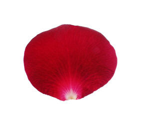 Red rose flower petal on white background