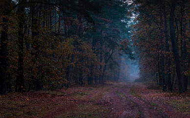 Late autumn in the forest © Pawel 