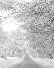 Road trip concept. Winter road in snowy forest. Daytime.