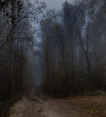 Late autumn in the forest © Pawel 