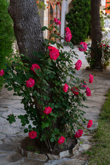 Obraz premium Beautiful blooming rose bush growing near tree on city street