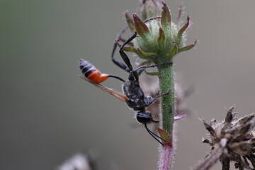 ammophila wasp resting on a plant on a cold day