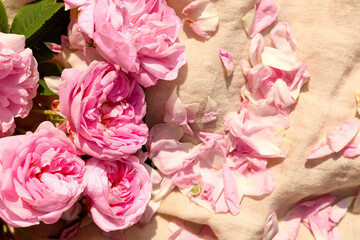 Beautiful tea roses and petals on beige fabric, closeup