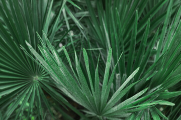 Naklejka na ściany i meble Beautiful green tropical leaves outdoors, closeup view